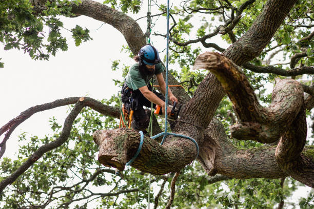 Best Firewood Processing and Delivery  in Lewiston, ME